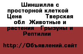 Шиншилла с просторной клеткой › Цена ­ 3 000 - Тверская обл. Животные и растения » Грызуны и Рептилии   